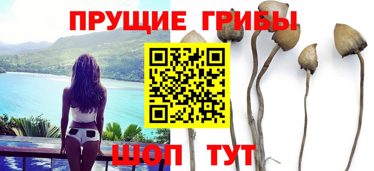 Псилоцибиновые грибы мицелий  продажа наркотиков  Псилоцибиновые грибы Psilocybe  Павлово 